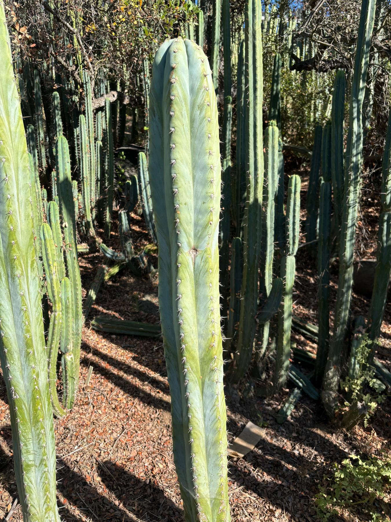 #EC287 EXACT Trichocereus Peruvianus TSSBP Peru Cactus Giant 4’ CUTTING 48”-Cactus - Large - Exact-The Succulent Source