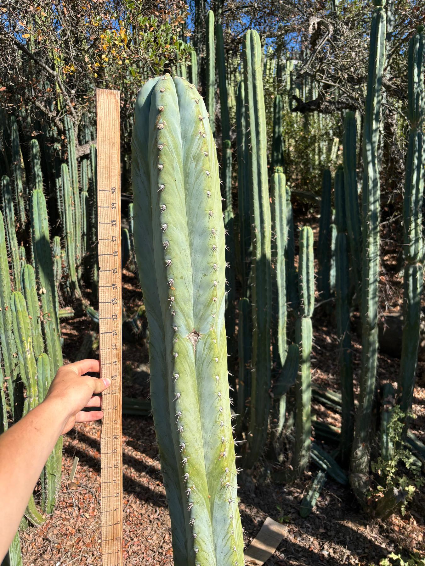 #EC287 EXACT Trichocereus Peruvianus TSSBP Peru Cactus Giant 4’ CUTTING 48”-Cactus - Large - Exact-The Succulent Source