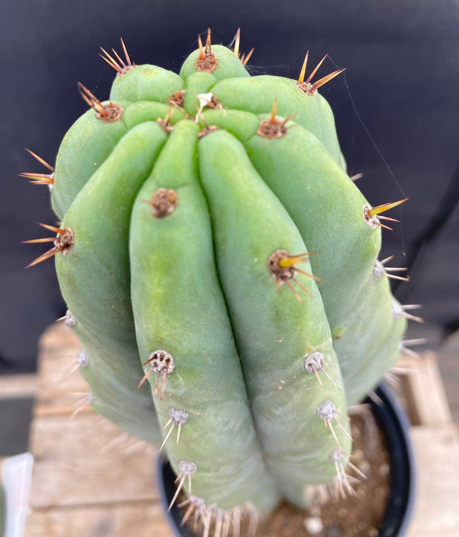 #EC288 EXACT Trichocereus Peruvianus RANCHO Cactus 13.5”-Cactus - Large - Exact-The Succulent Source