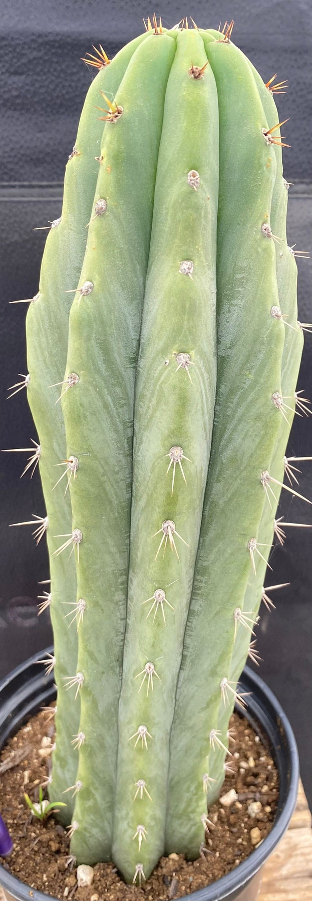 #EC288 EXACT Trichocereus Peruvianus RANCHO Cactus 13.5”