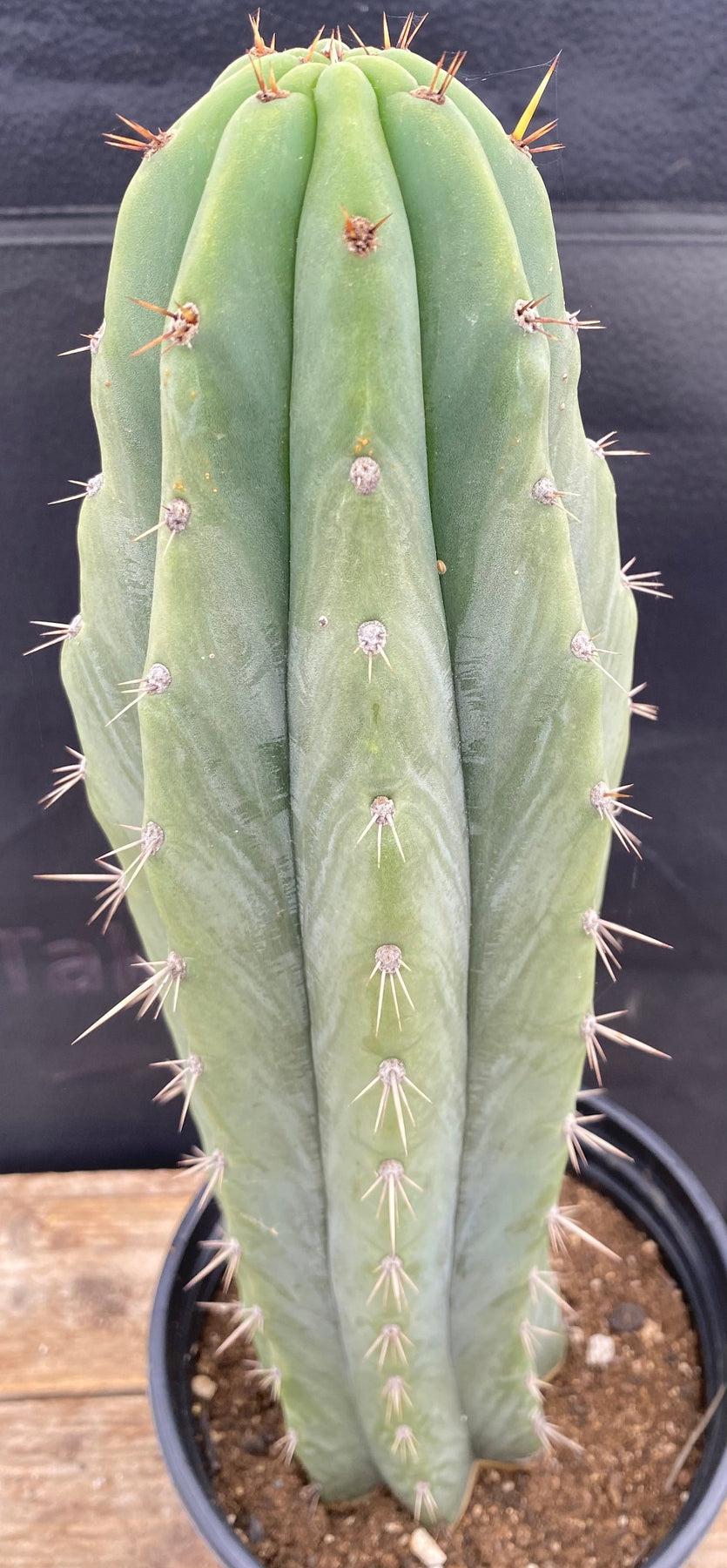 #EC288 EXACT Trichocereus Peruvianus RANCHO Cactus 13.5”-Cactus - Large - Exact-The Succulent Source