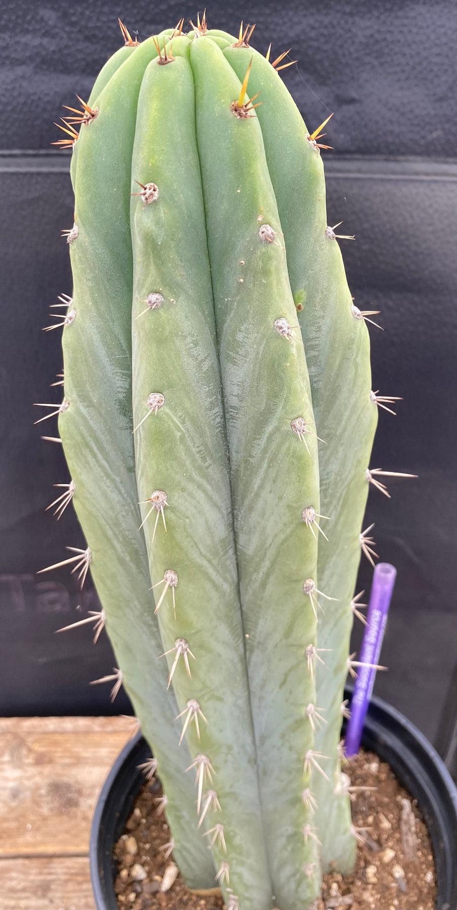#EC288 EXACT Trichocereus Peruvianus RANCHO Cactus 13.5”-Cactus - Large - Exact-The Succulent Source