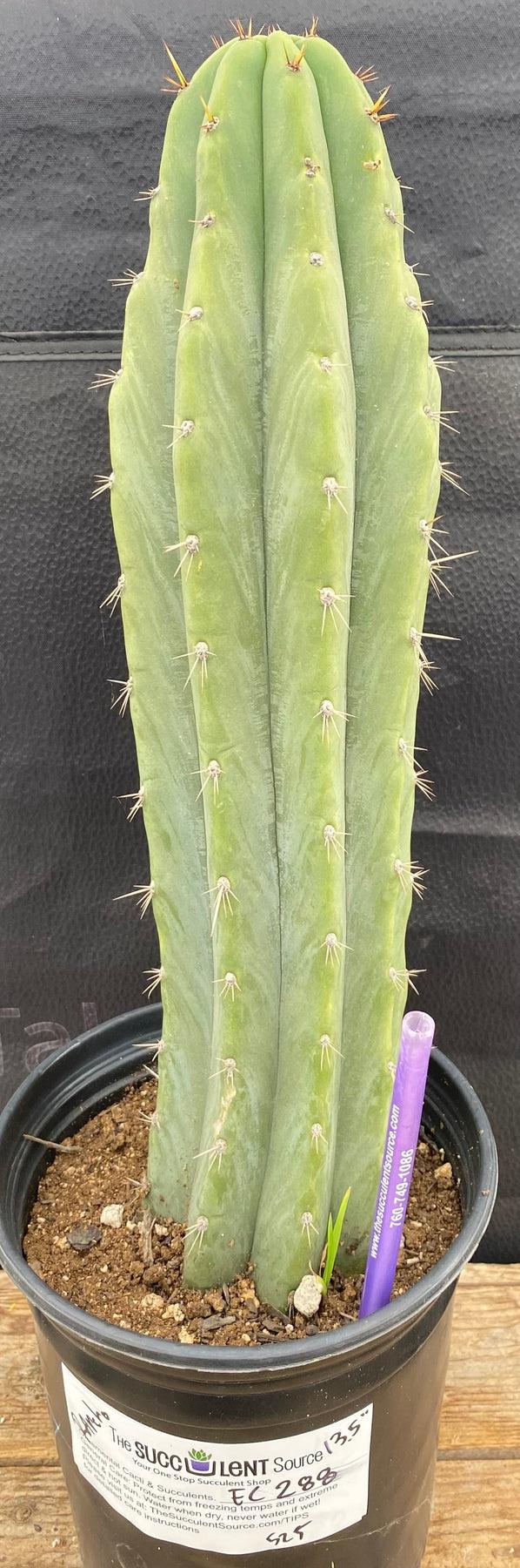 #EC288 EXACT Trichocereus Peruvianus RANCHO Cactus 13.5”-Cactus - Large - Exact-The Succulent Source