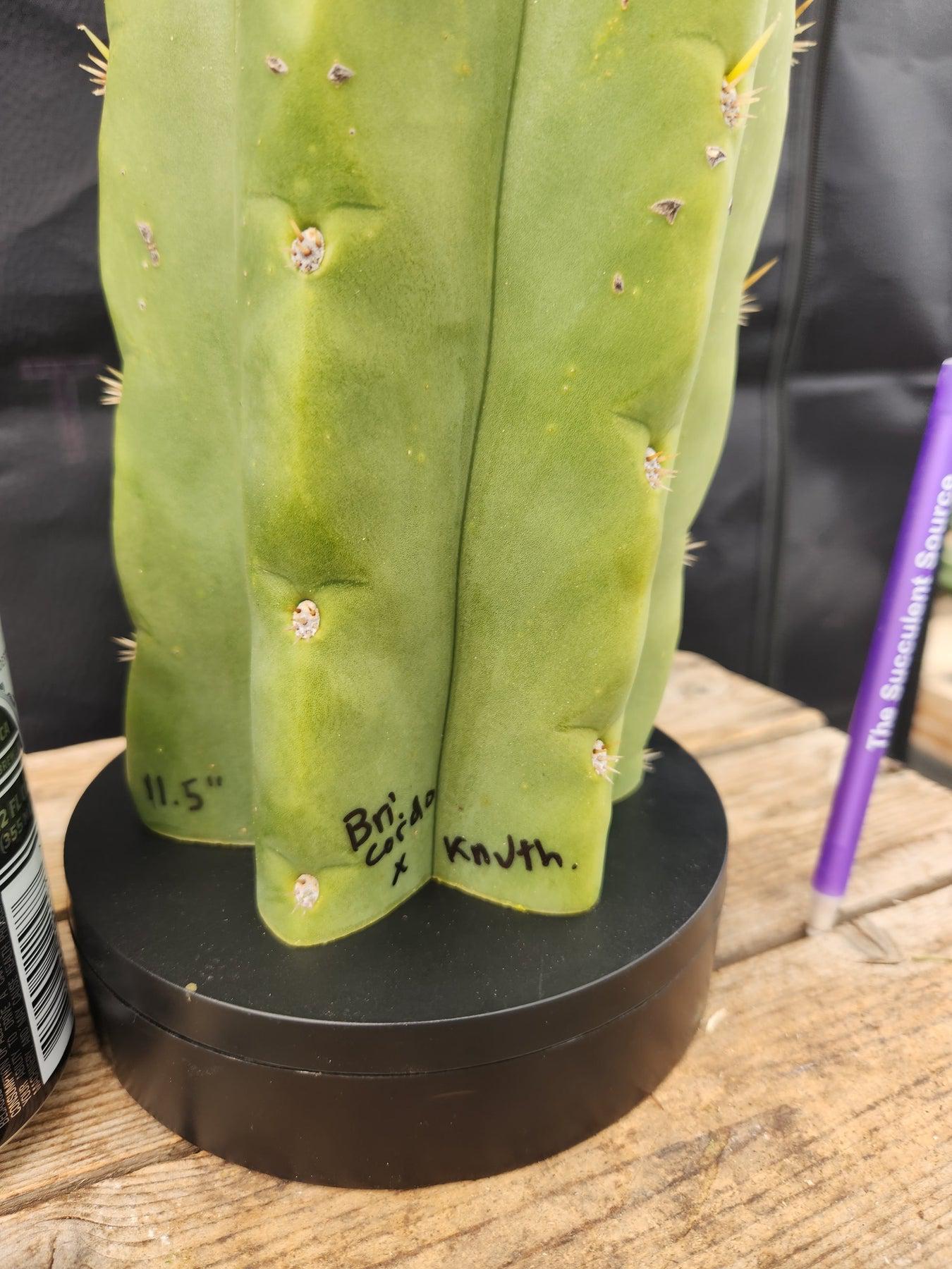 #EC289 EXACT Trichocereus Cordobensis Brighton X Knuthianus Cactus 11.5"-Cactus - Large - Exact-The Succulent Source