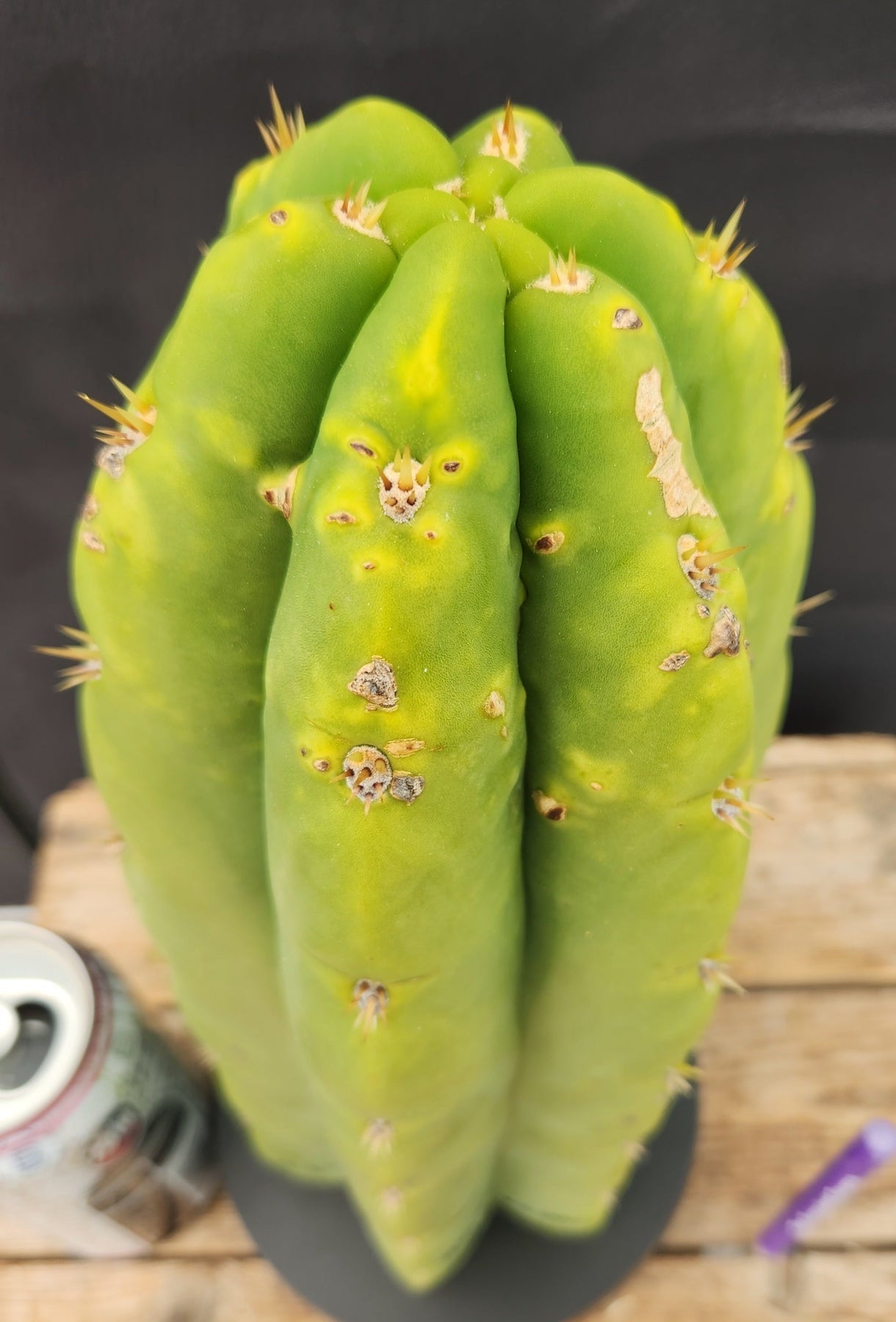 #EC289 EXACT Trichocereus Cordobensis Brighton X Knuthianus Cactus 11.5"-Cactus - Large - Exact-The Succulent Source