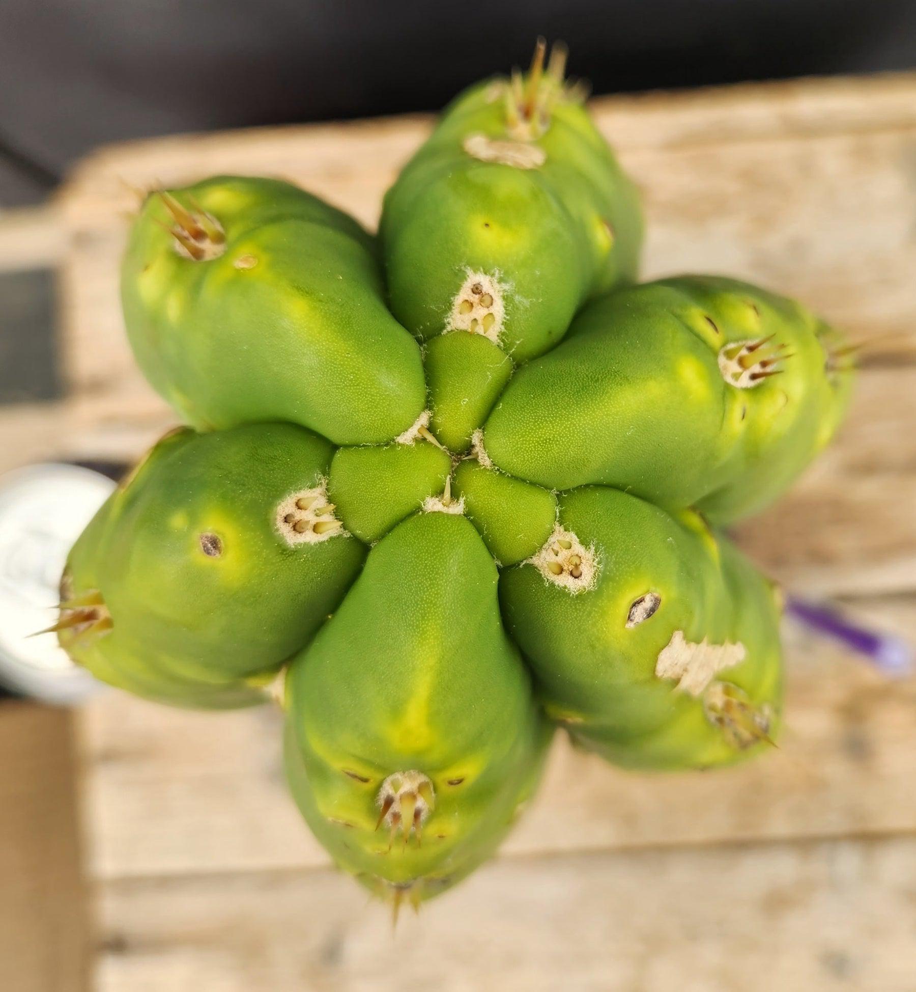 #EC289 EXACT Trichocereus Cordobensis Brighton X Knuthianus Cactus 11.5"-Cactus - Large - Exact-The Succulent Source