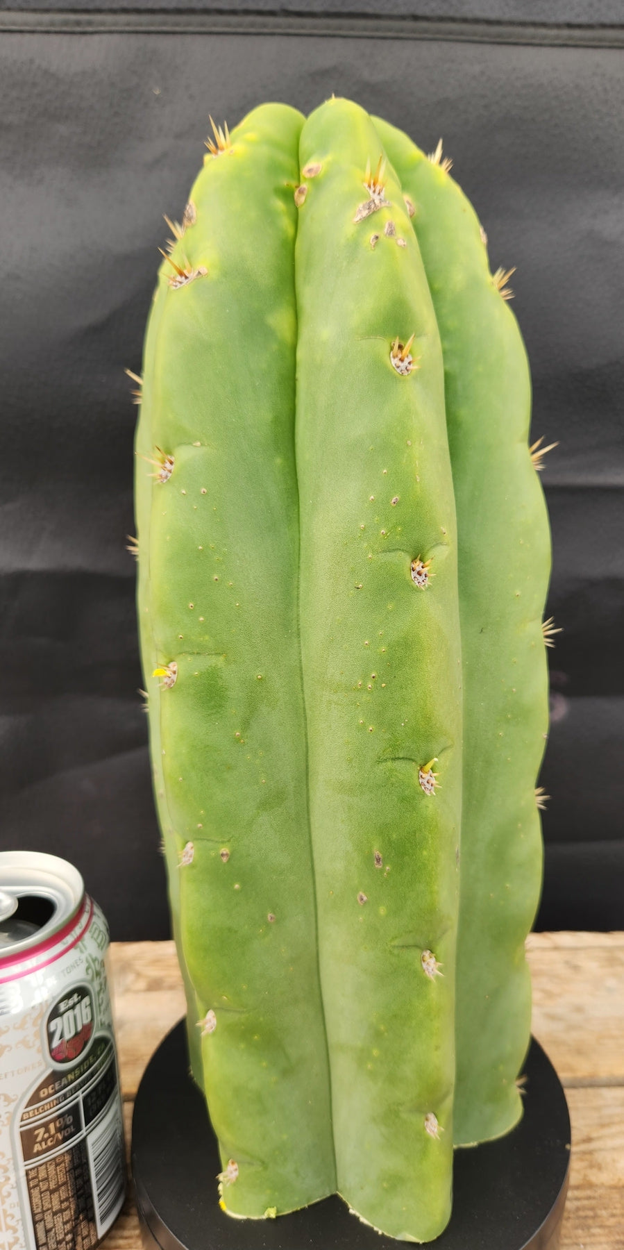 #EC289 EXACT Trichocereus Cordobensis Brighton X Knuthianus Cactus 11.5"-Cactus - Large - Exact-The Succulent Source