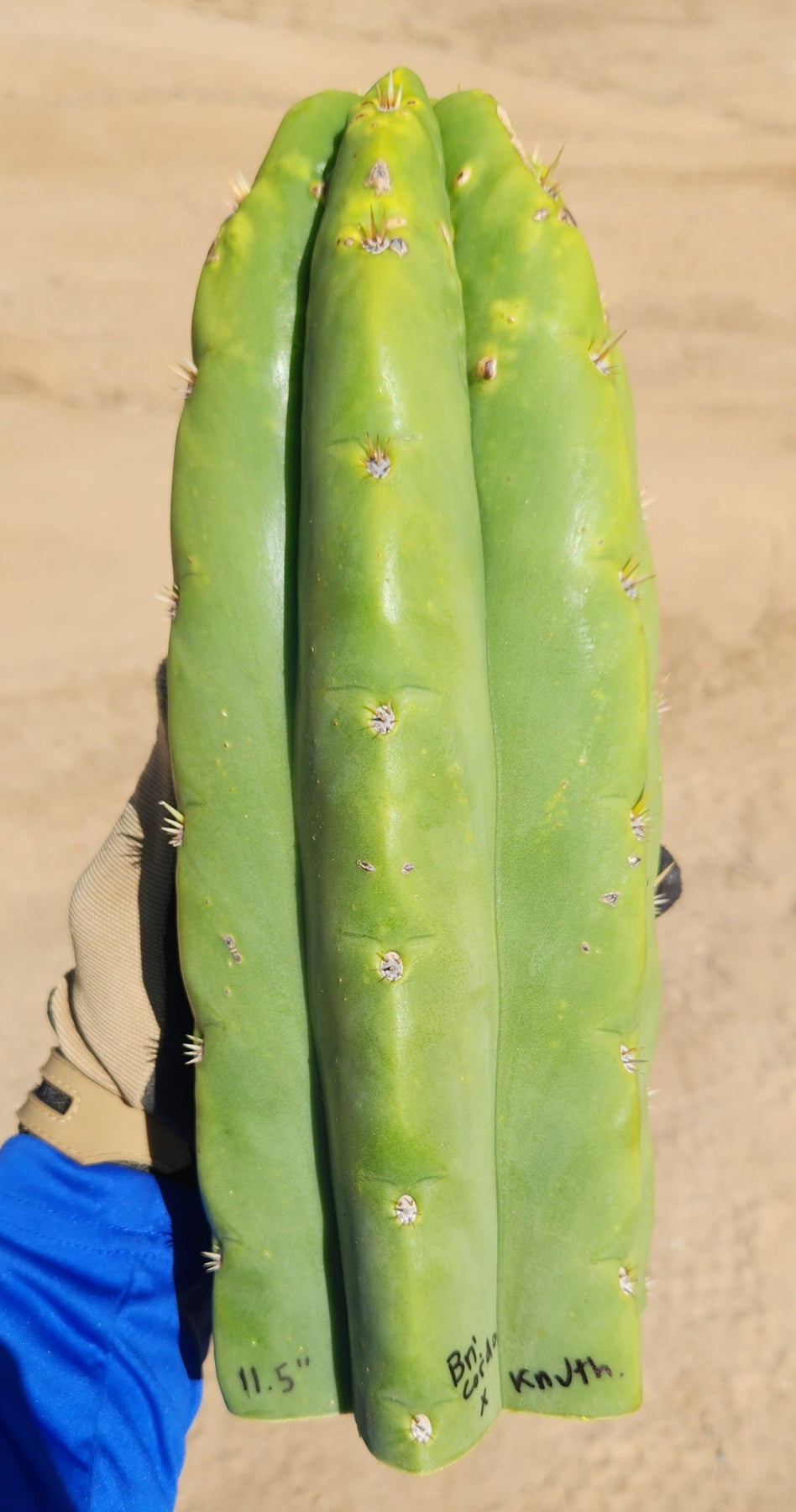 #EC289 EXACT Trichocereus Cordobensis Brighton X Knuthianus Cactus 11.5"-Cactus - Large - Exact-The Succulent Source