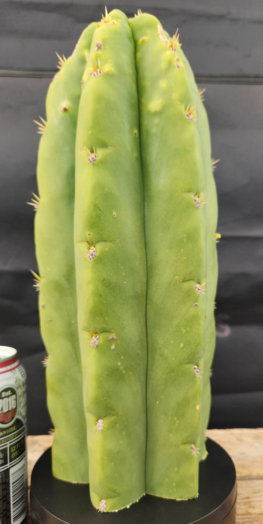 #EC289 EXACT Trichocereus Cordobensis Brighton X Knuthianus Cactus 11.5"-Cactus - Large - Exact-The Succulent Source