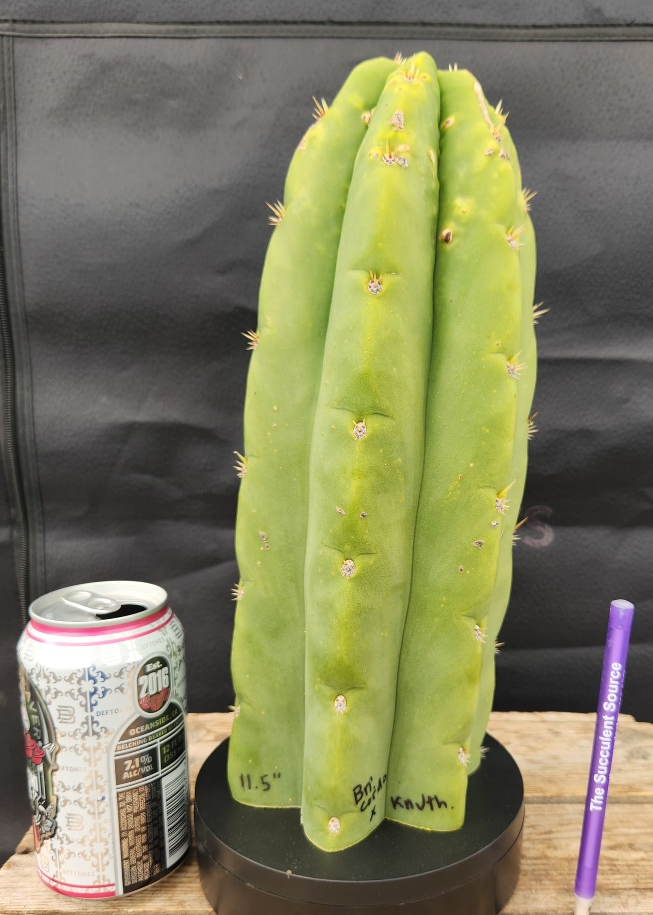 #EC289 EXACT Trichocereus Cordobensis Brighton X Knuthianus Cactus 11.5"-Cactus - Large - Exact-The Succulent Source