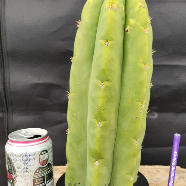 EC289-EXACT-Trichocereus-