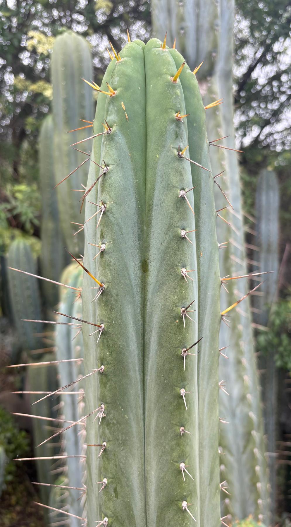 #EC290 EXACT Trichocereus Hybrid Pachanoi Juuls X Peruvianus "JP" Cactus 7-8"-Cactus - Large - Exact-The Succulent Source