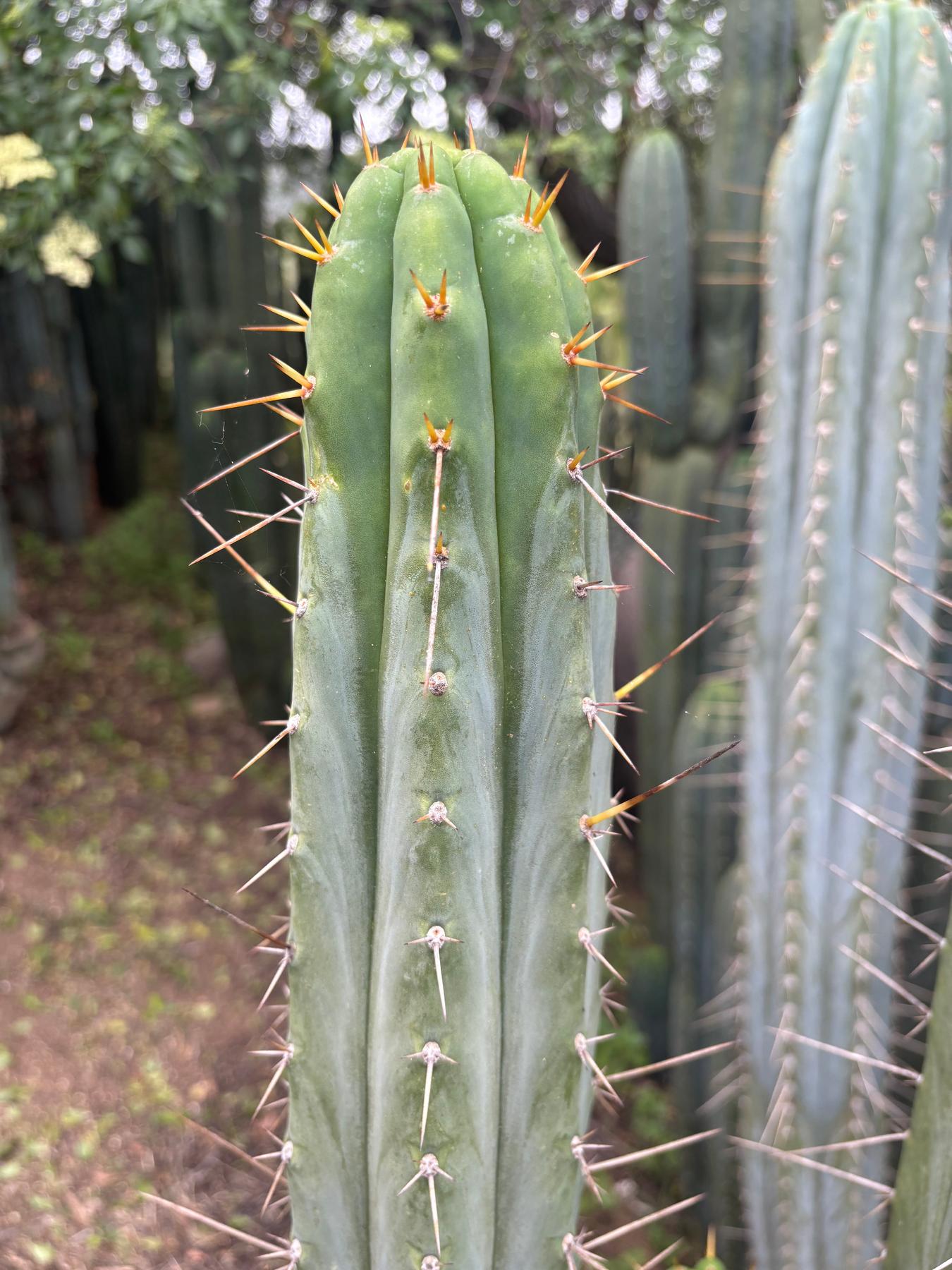 #EC290 EXACT Trichocereus Hybrid Pachanoi Juuls X Peruvianus "JP" Cactus 7-8"-Cactus - Large - Exact-The Succulent Source
