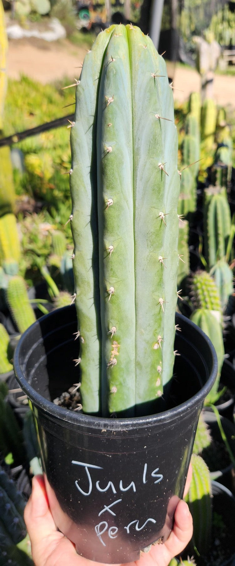 #EC290 EXACT Trichocereus Hybrid Pachanoi Juuls X Peruvianus "JP" Cactus 7-8"-Cactus - Large - Exact-The Succulent Source