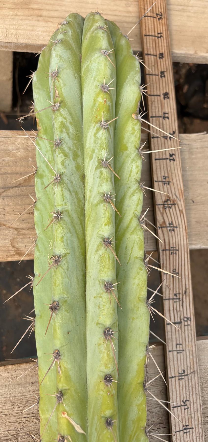 #EC291 Dan X Sharxx Blue Cactus Cutting 30”-Cactus - Large - Exact-The Succulent Source