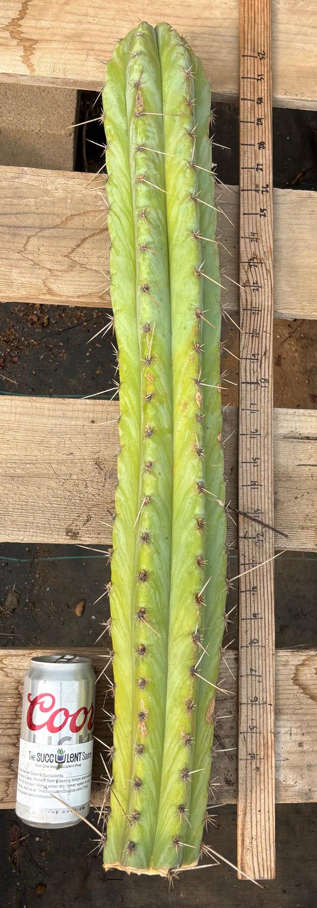 #EC291 Dan X Sharxx Blue Cactus Cutting 30”-Cactus - Large - Exact-The Succulent Source