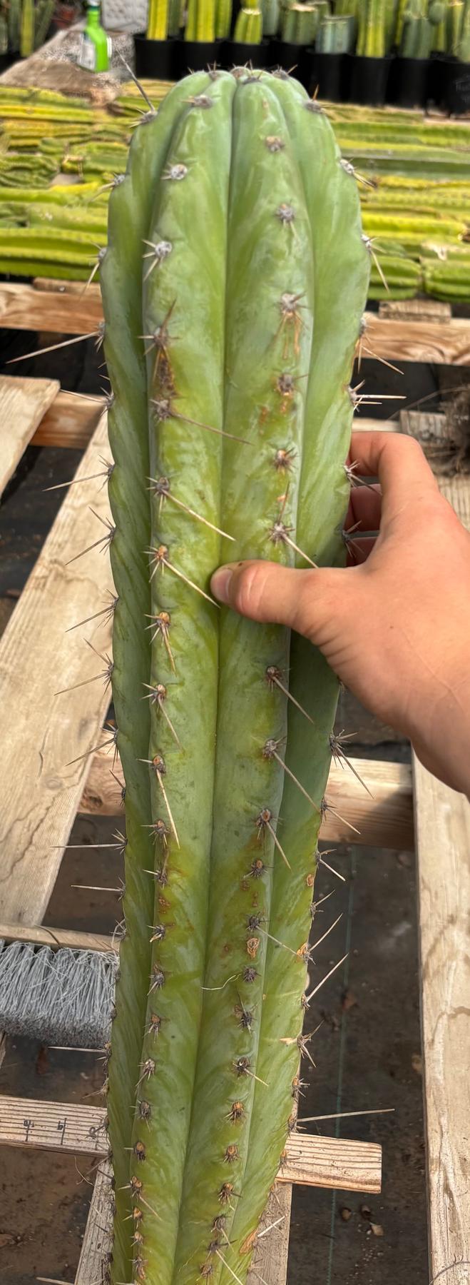 #EC291 Dan X Sharxx Blue Cactus Cutting 30”-Cactus - Large - Exact-The Succulent Source