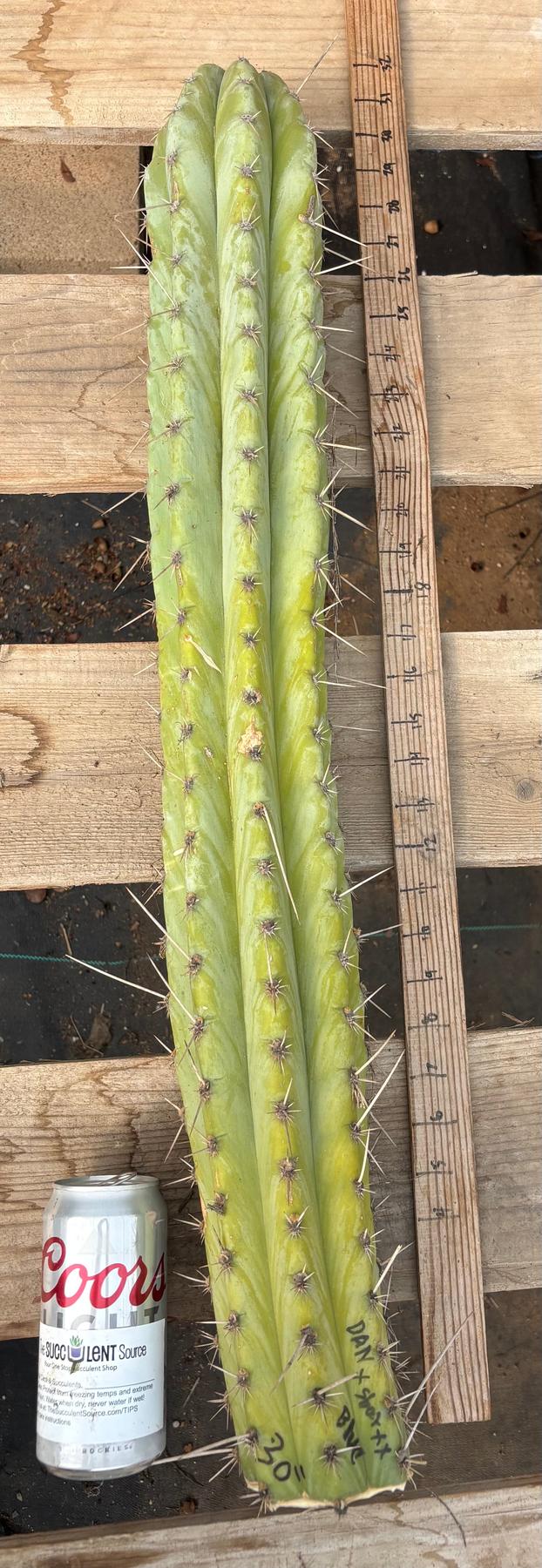 #EC291 Dan X Sharxx Blue Cactus Cutting 30”-Cactus - Large - Exact-The Succulent Source