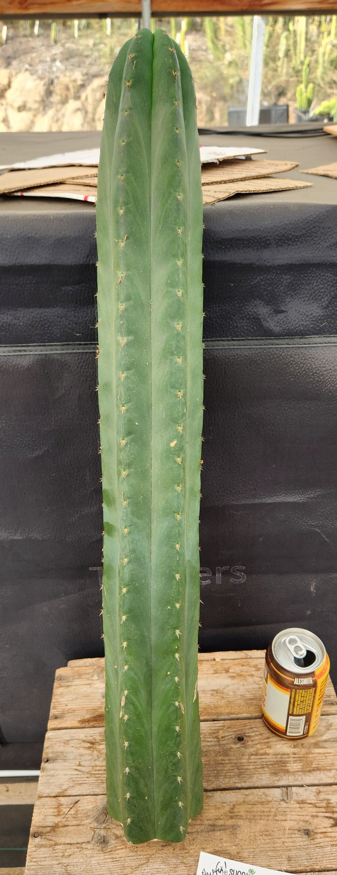 #EC291 EXACT Trichocereus Pachanoi Awful Cactus Cutting 26.5"