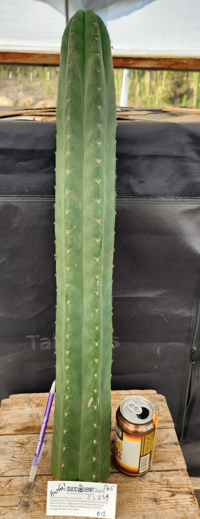 #EC291 EXACT Trichocereus Pachanoi Awful Cactus Cutting 26.5"
