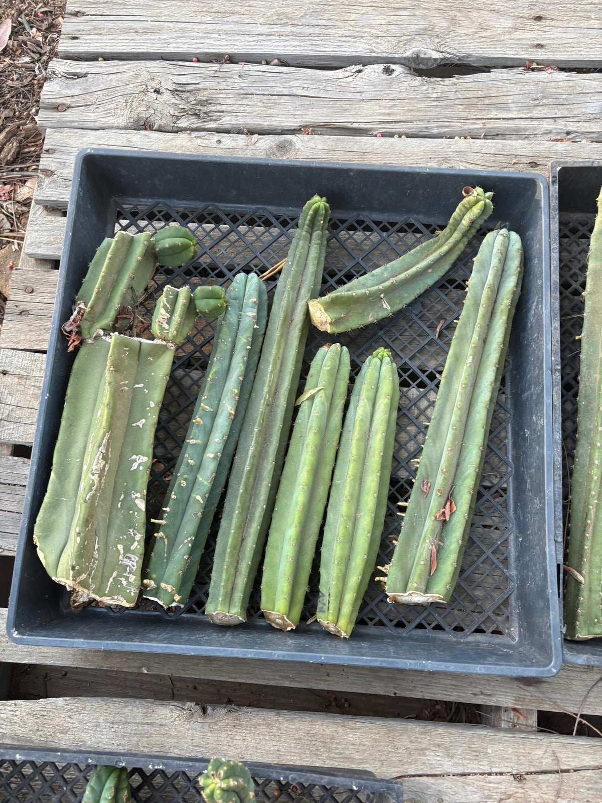 #EC292 EXACT Trichocereus Mixed Cactus cutting TLC Lot-Cactus - Large - Exact-The Succulent Source