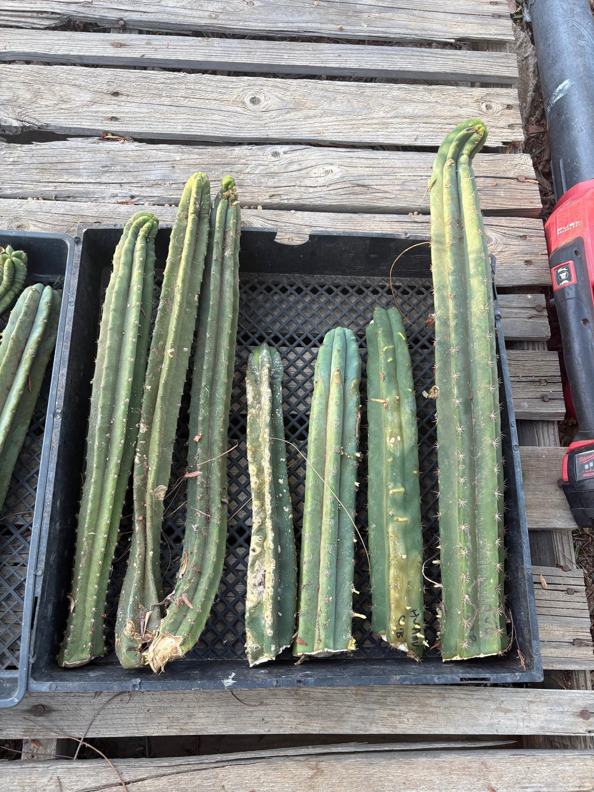 #EC292 EXACT Trichocereus Mixed Cactus cutting TLC Lot-Cactus - Large - Exact-The Succulent Source
