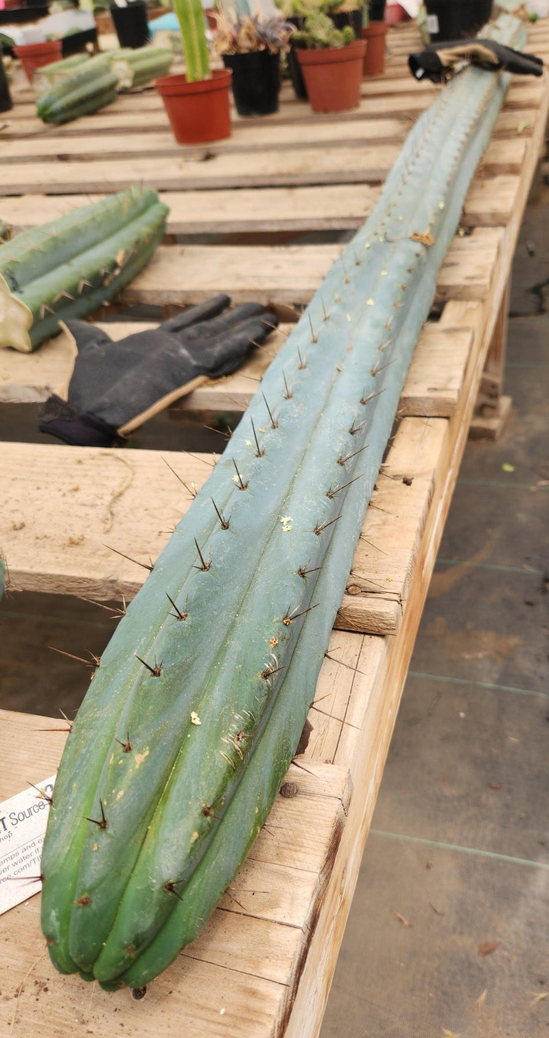 #EC293 EXACT Trichocereus Peruvianus TSSBP #536 Blue Peru Cactus Cuttings & Potted