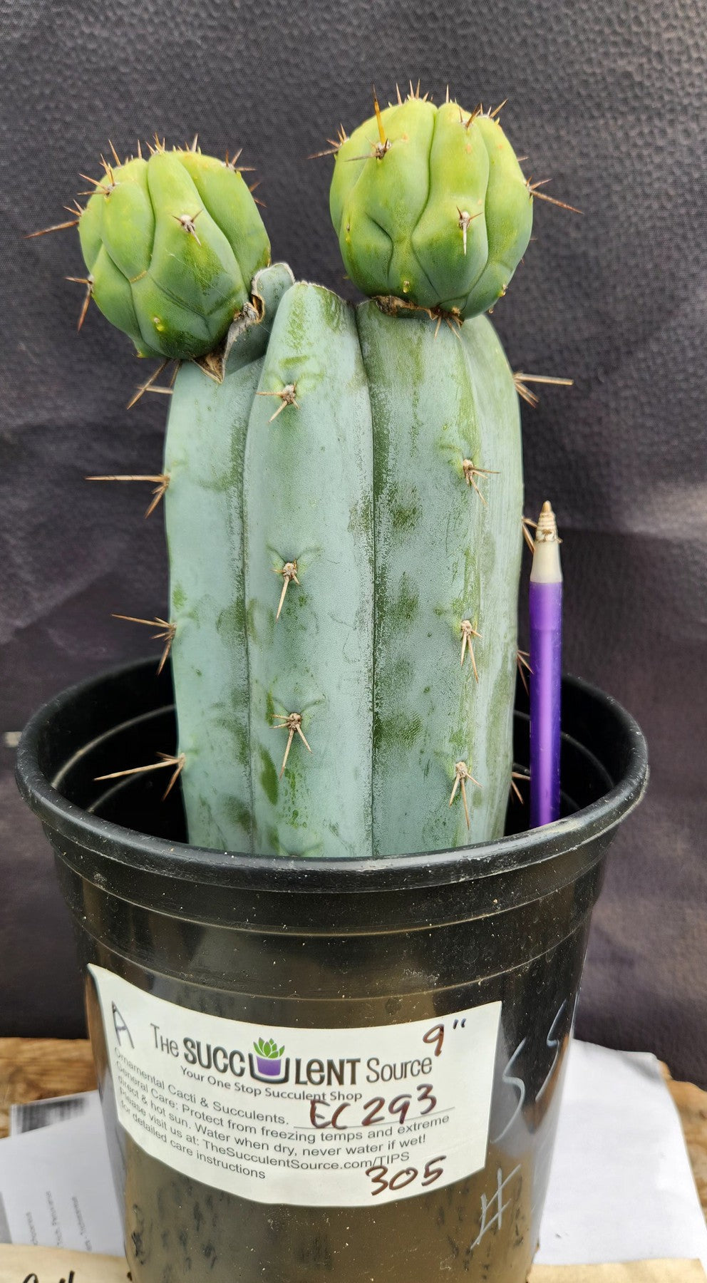 #EC293 EXACT Trichocereus Peruvianus TSSBP #536 Blue Peru Cactus Cuttings & Potted-Cactus - Large - Exact-The Succulent Source