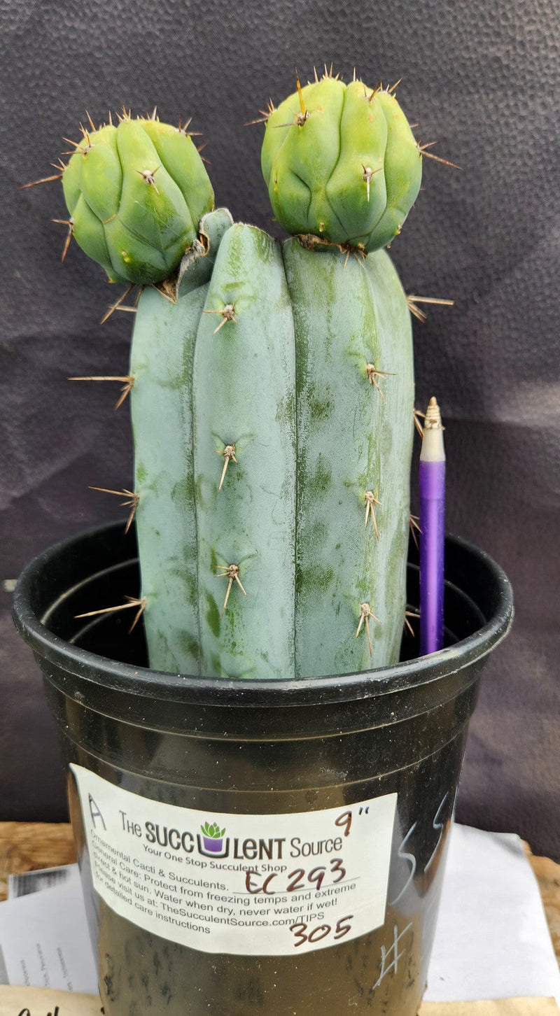 #EC293 EXACT Trichocereus Peruvianus TSSBP #536 Blue Peru Cactus Cuttings & Potted
