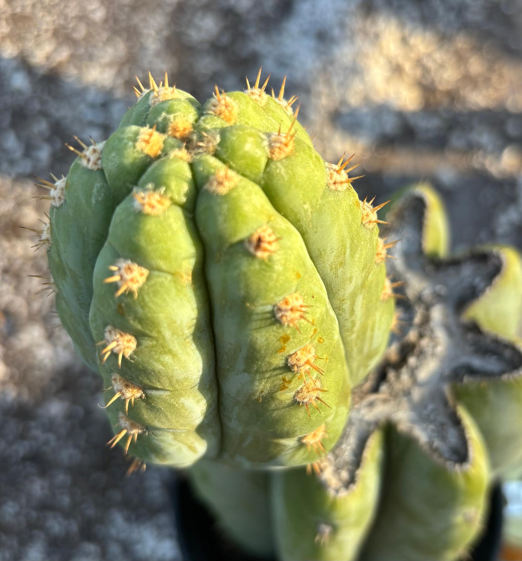 #EC294 EXACT Trichocereus Hamilton Short Spine Cactus 14”-Cactus - Large - Exact-The Succulent Source