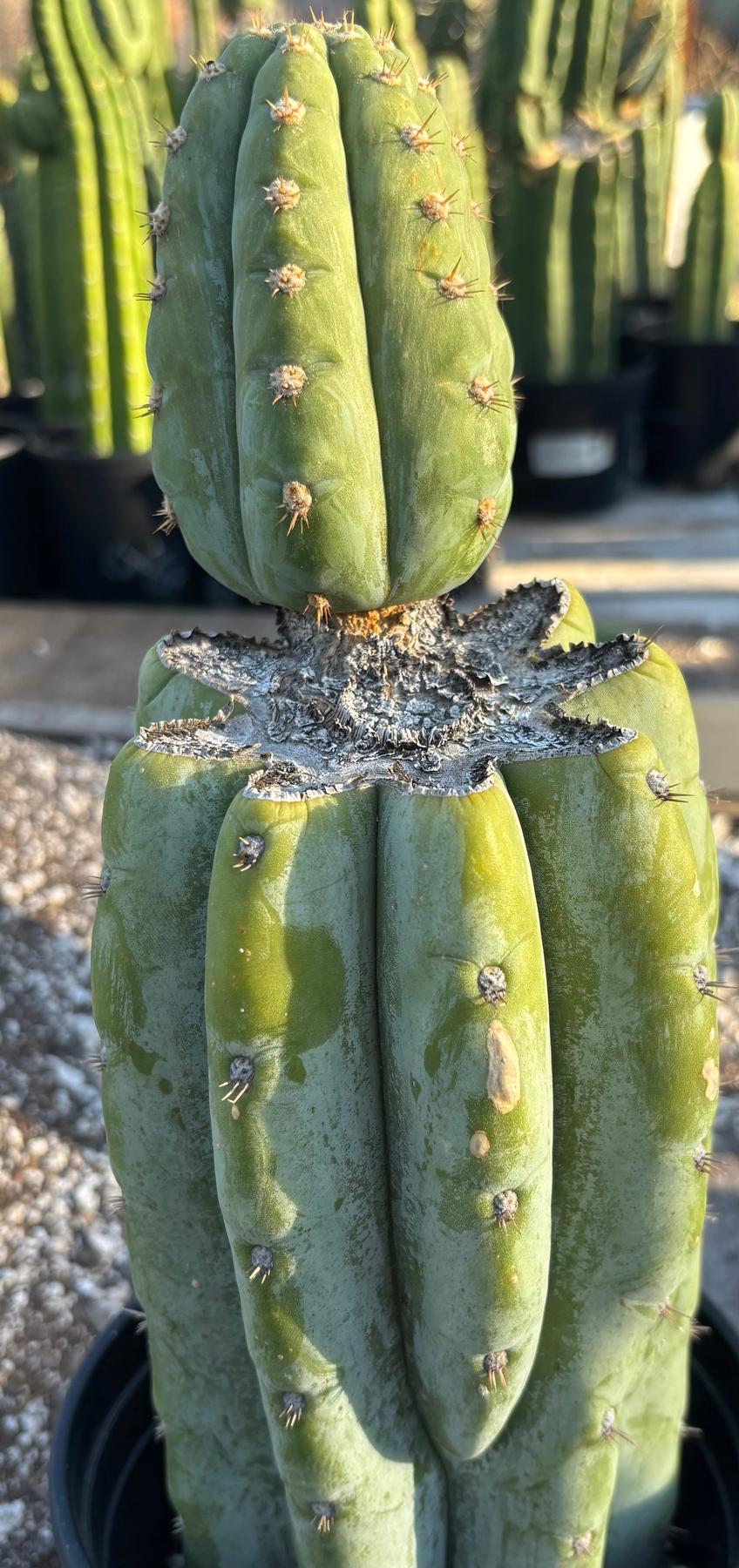 #EC294 EXACT Trichocereus Hamilton Short Spine Cactus 14”-Cactus - Large - Exact-The Succulent Source