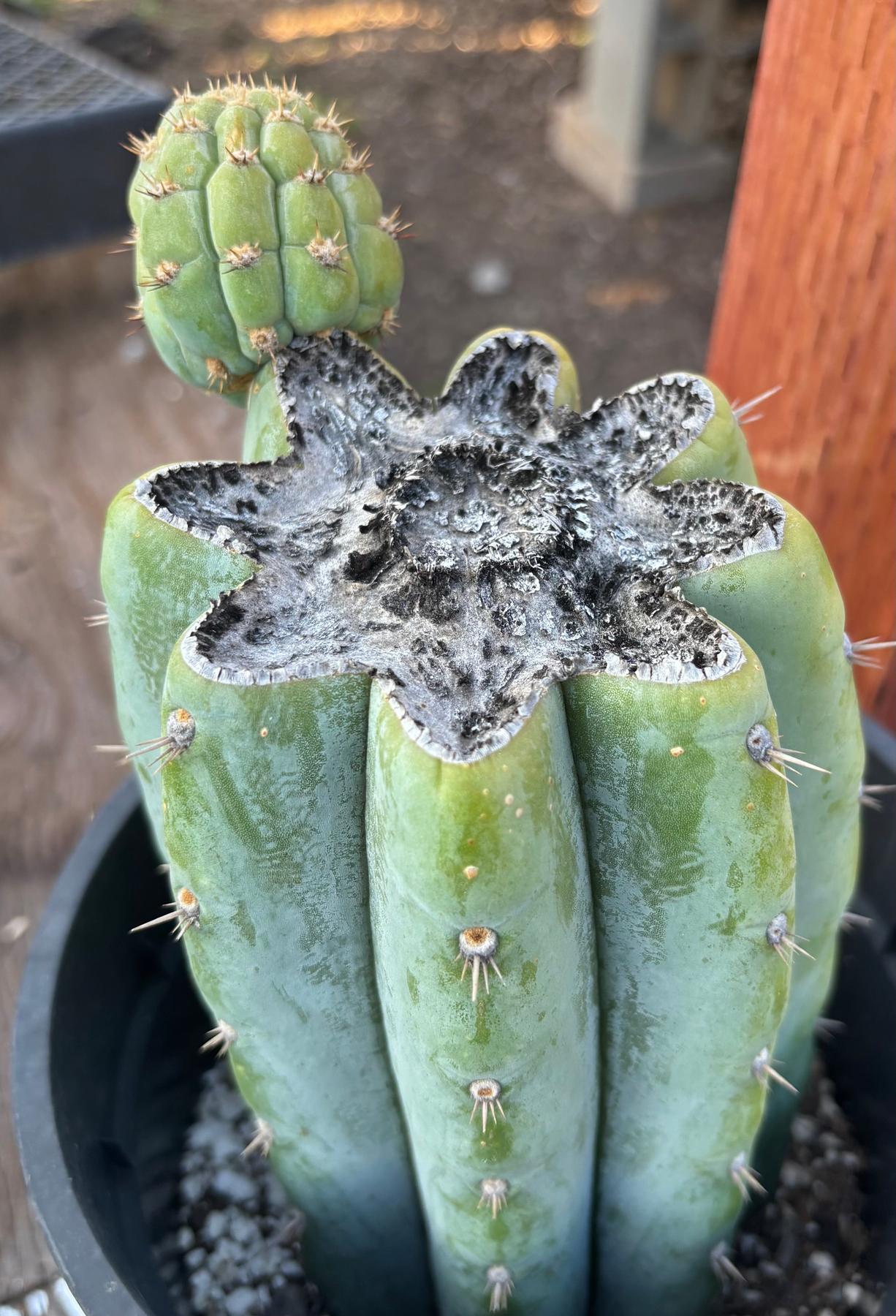 #EC294 EXACT Trichocereus Hybrid Kriso X Pachanoi Lima3 Cactus 8.5”-Cactus - Large - Exact-The Succulent Source