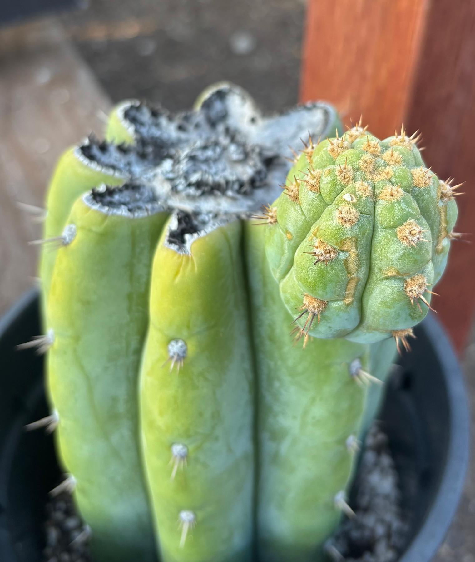 #EC294 EXACT Trichocereus Hybrid Kriso X Pachanoi Lima3 Cactus 8.5”-Cactus - Large - Exact-The Succulent Source