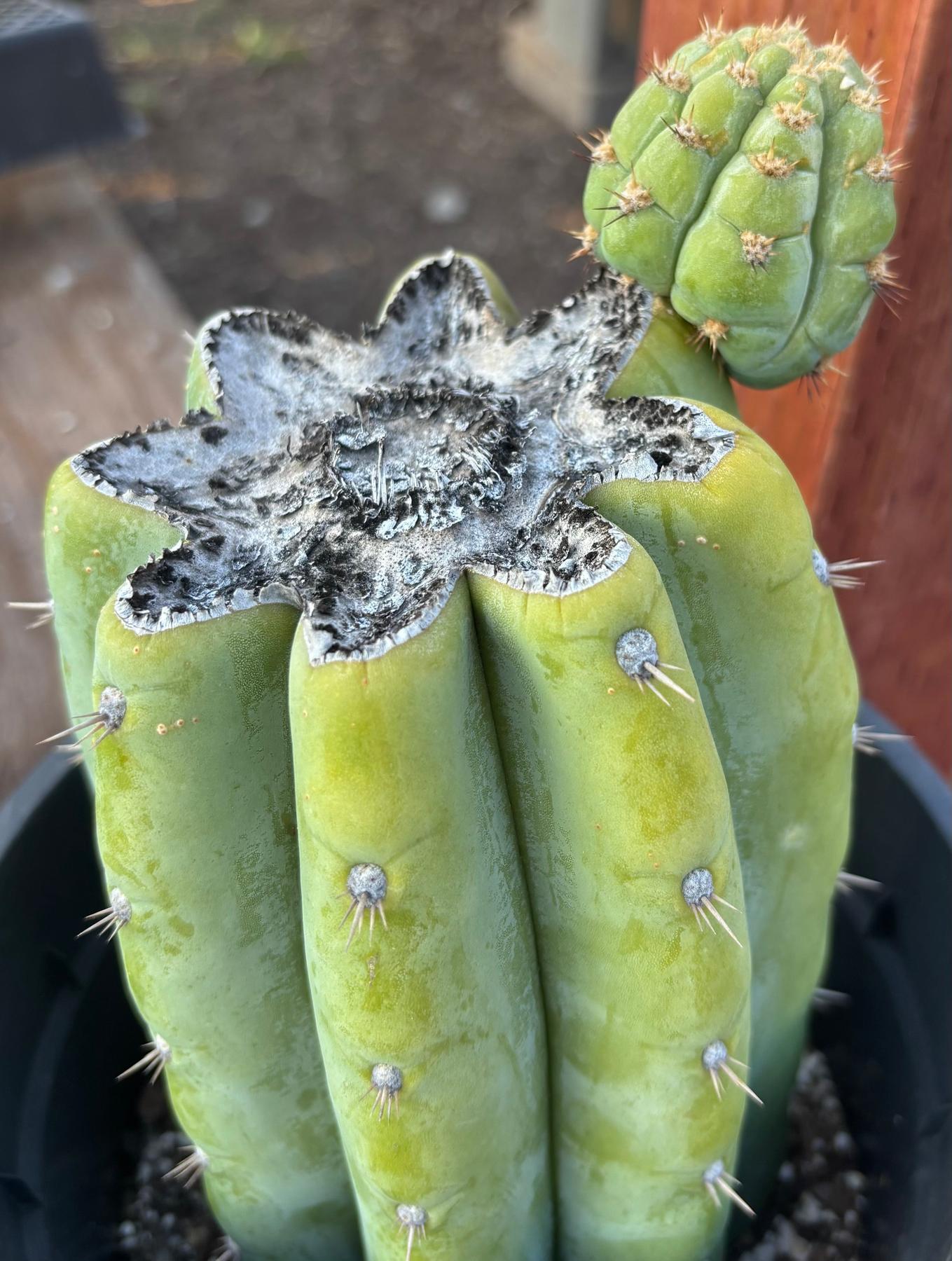#EC294 EXACT Trichocereus Hybrid Kriso X Pachanoi Lima3 Cactus 8.5”-Cactus - Large - Exact-The Succulent Source