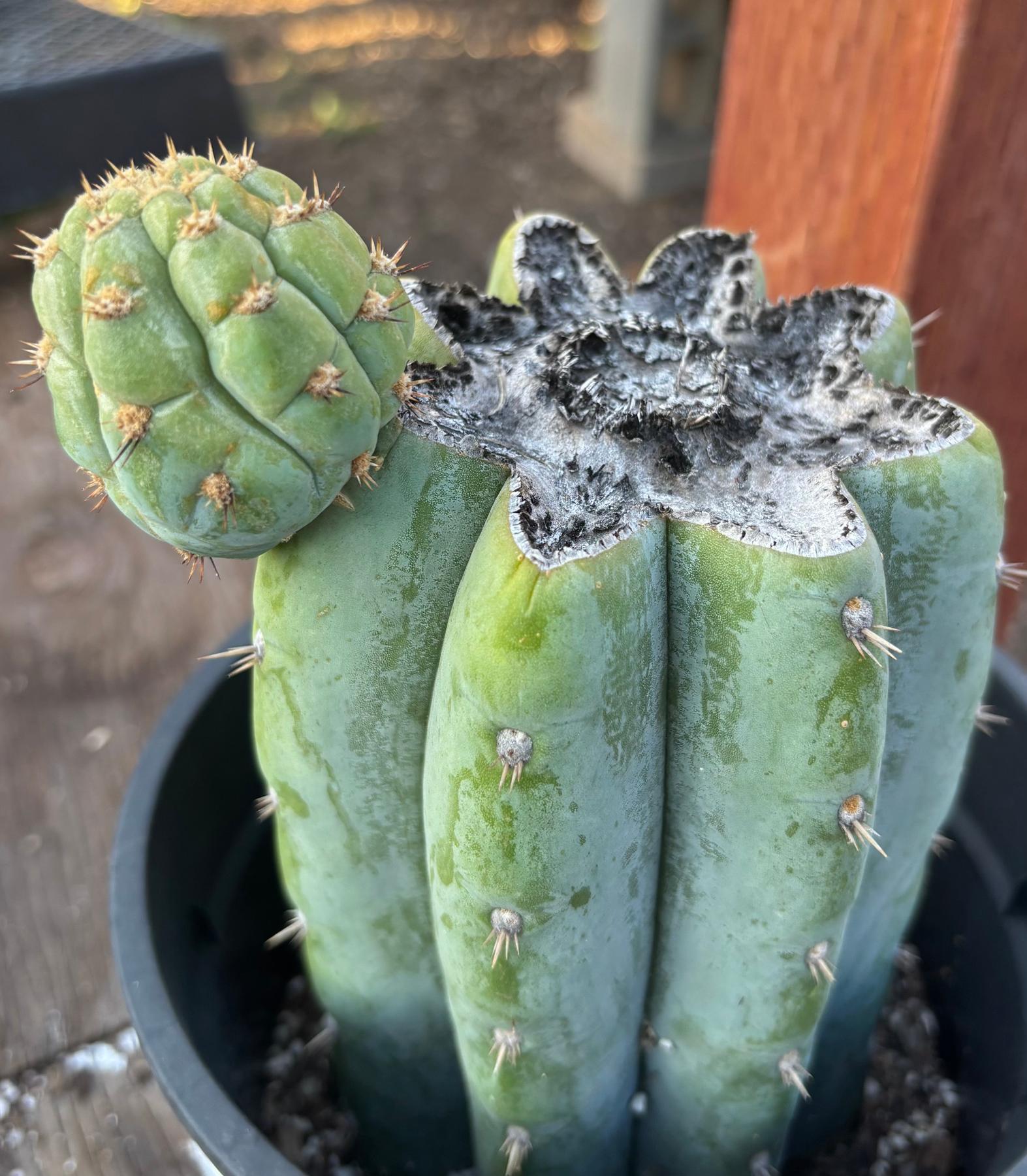 #EC294 EXACT Trichocereus Hybrid Kriso X Pachanoi Lima3 Cactus 8.5”-Cactus - Large - Exact-The Succulent Source