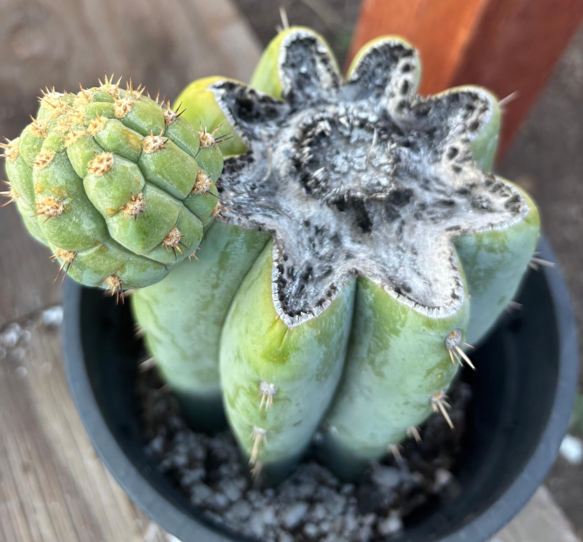 #EC294 EXACT Trichocereus Hybrid Kriso X Pachanoi Lima3 Cactus 8.5”-Cactus - Large - Exact-The Succulent Source