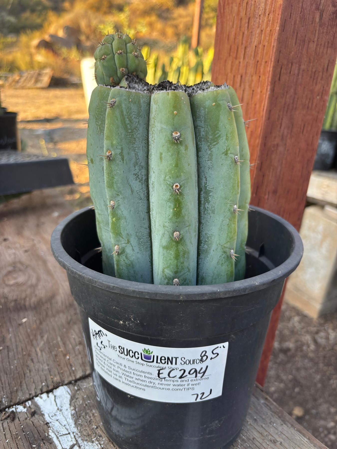 #EC294 EXACT Trichocereus Hybrid Kriso X Pachanoi Lima3 Cactus 8.5”-Cactus - Large - Exact-The Succulent Source