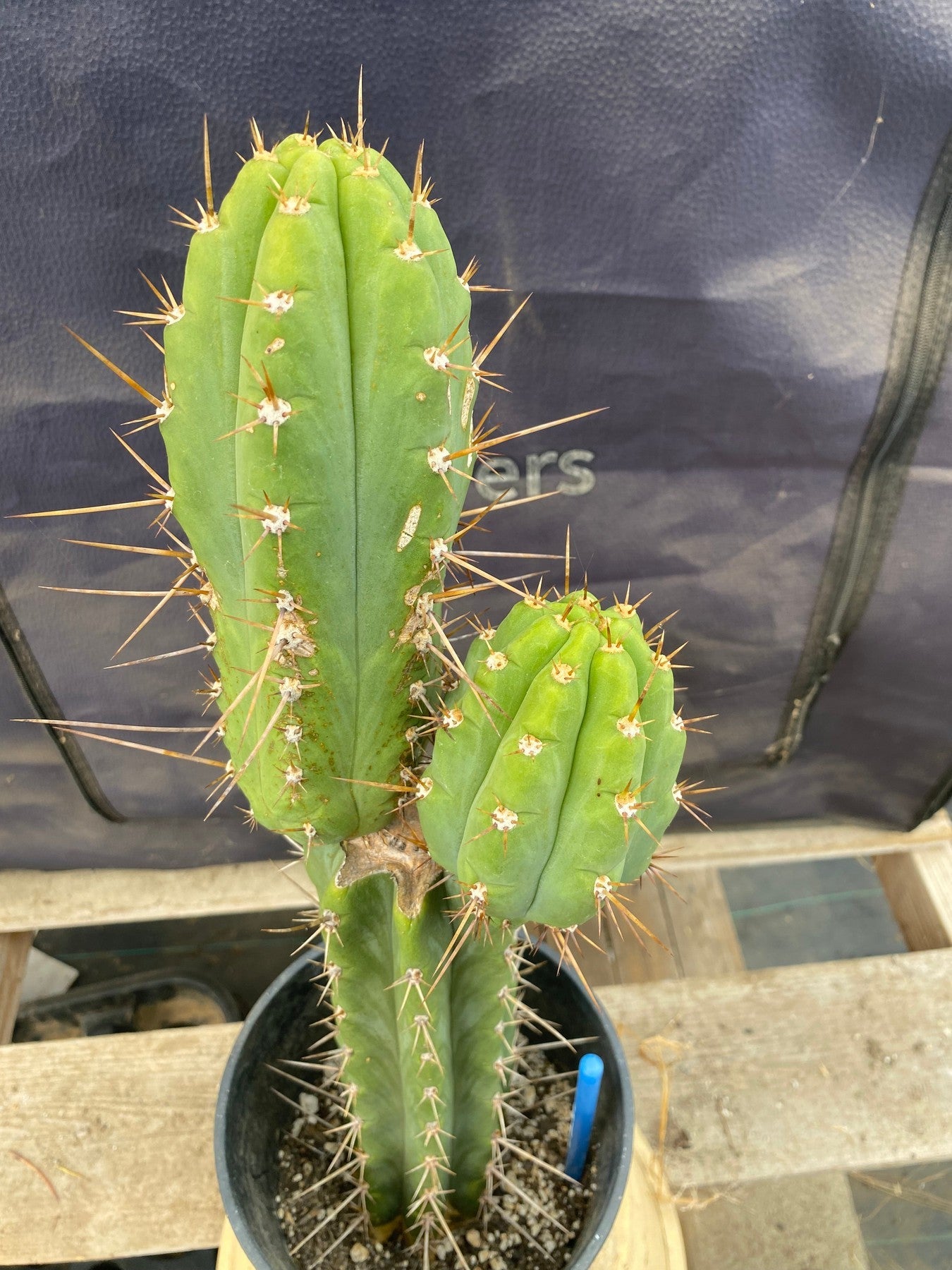 #EC294 EXACT Trichocereus Bridgesii TIG OP Cactus 17”-Cactus - Large - Exact-The Succulent Source