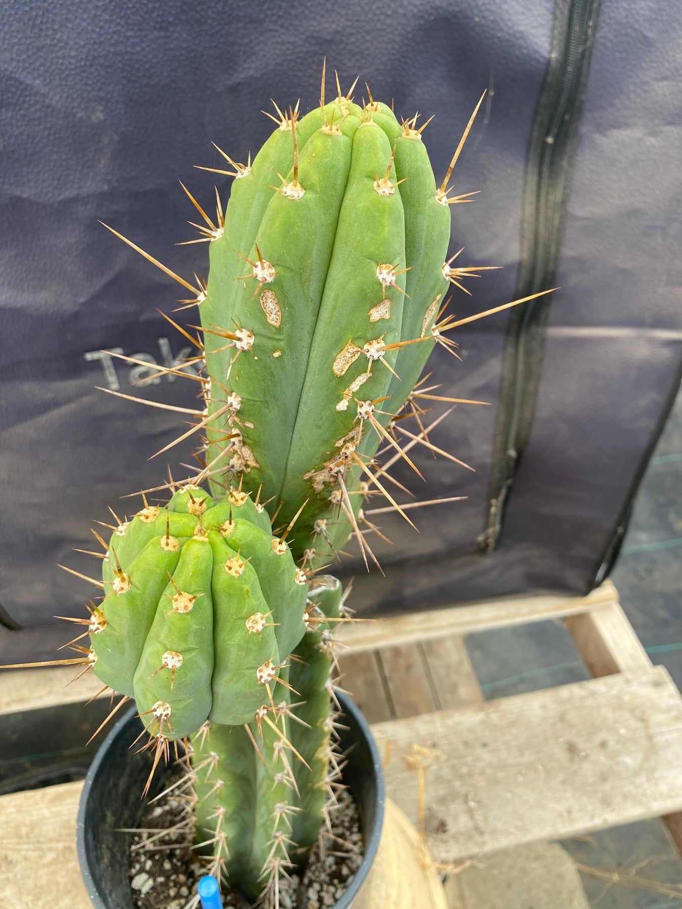 #EC294 EXACT Trichocereus Bridgesii TIG OP Cactus 17”-Cactus - Large - Exact-The Succulent Source