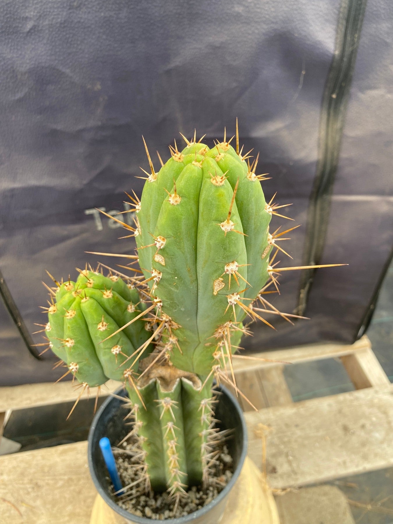 #EC294 EXACT Trichocereus Bridgesii TIG OP Cactus 17”-Cactus - Large - Exact-The Succulent Source