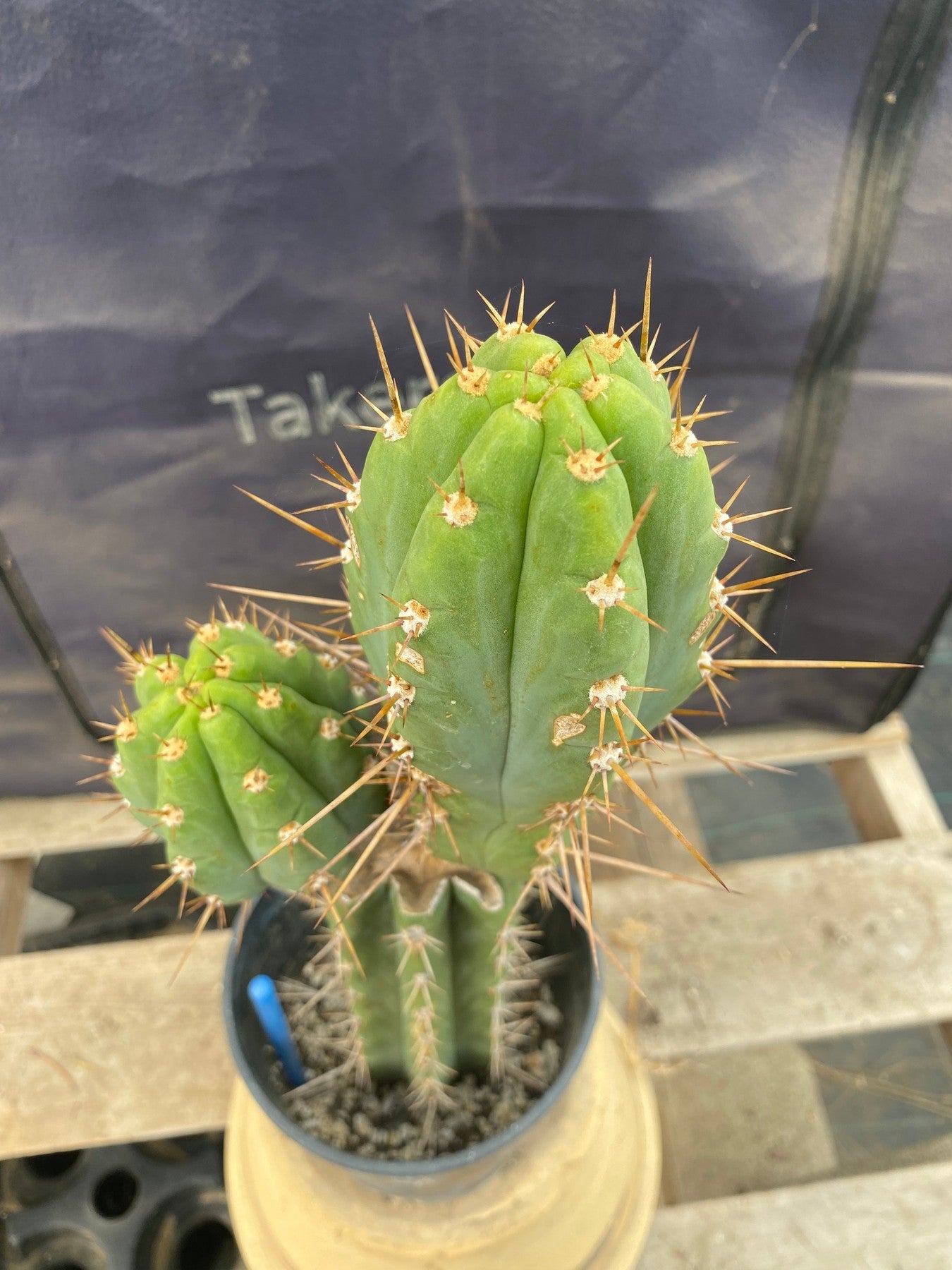 #EC294 EXACT Trichocereus Bridgesii TIG OP Cactus 17”-Cactus - Large - Exact-The Succulent Source