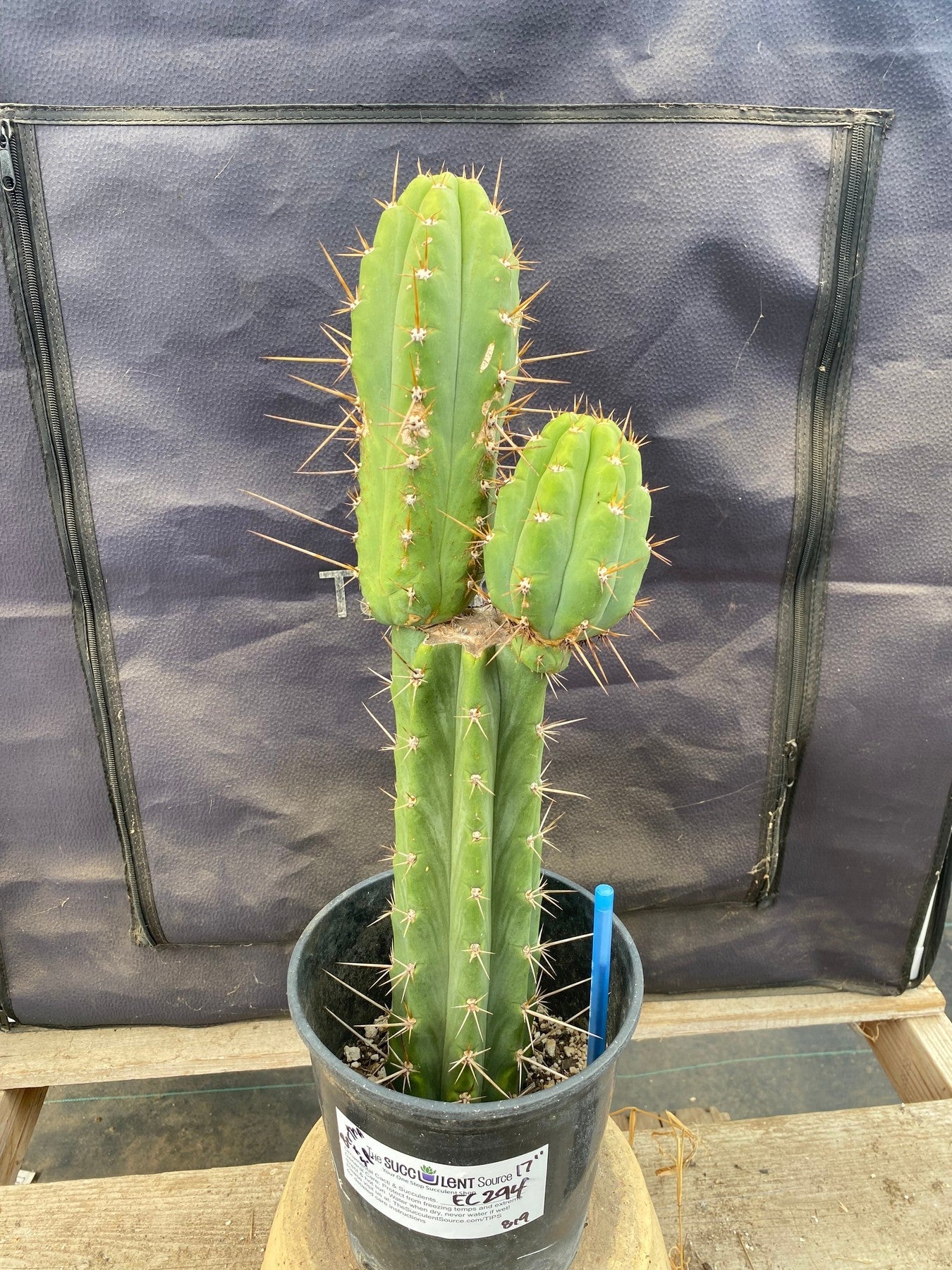 #EC294 EXACT Trichocereus Bridgesii TIG OP Cactus 17”-Cactus - Large - Exact-The Succulent Source