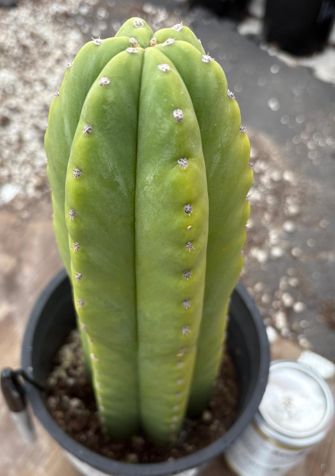 #EC294 EXACT Trichocereus Hybrid Scopulicola X Pachanoi LER Cactus 11.5”-Cactus - Large - Exact-The Succulent Source