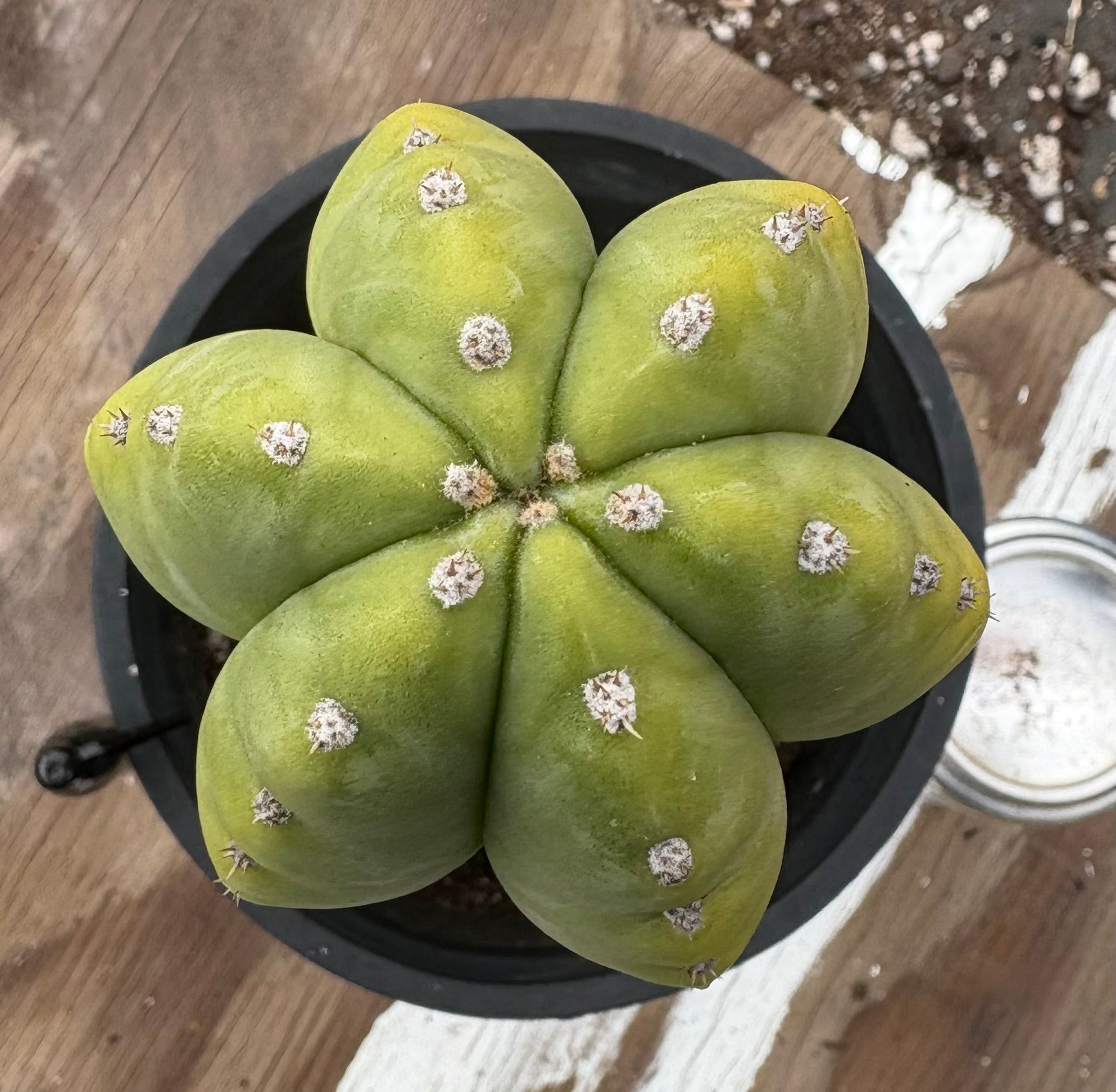 #EC294 EXACT Trichocereus Hybrid Scopulicola X Pachanoi LER Cactus 11.5”-Cactus - Large - Exact-The Succulent Source