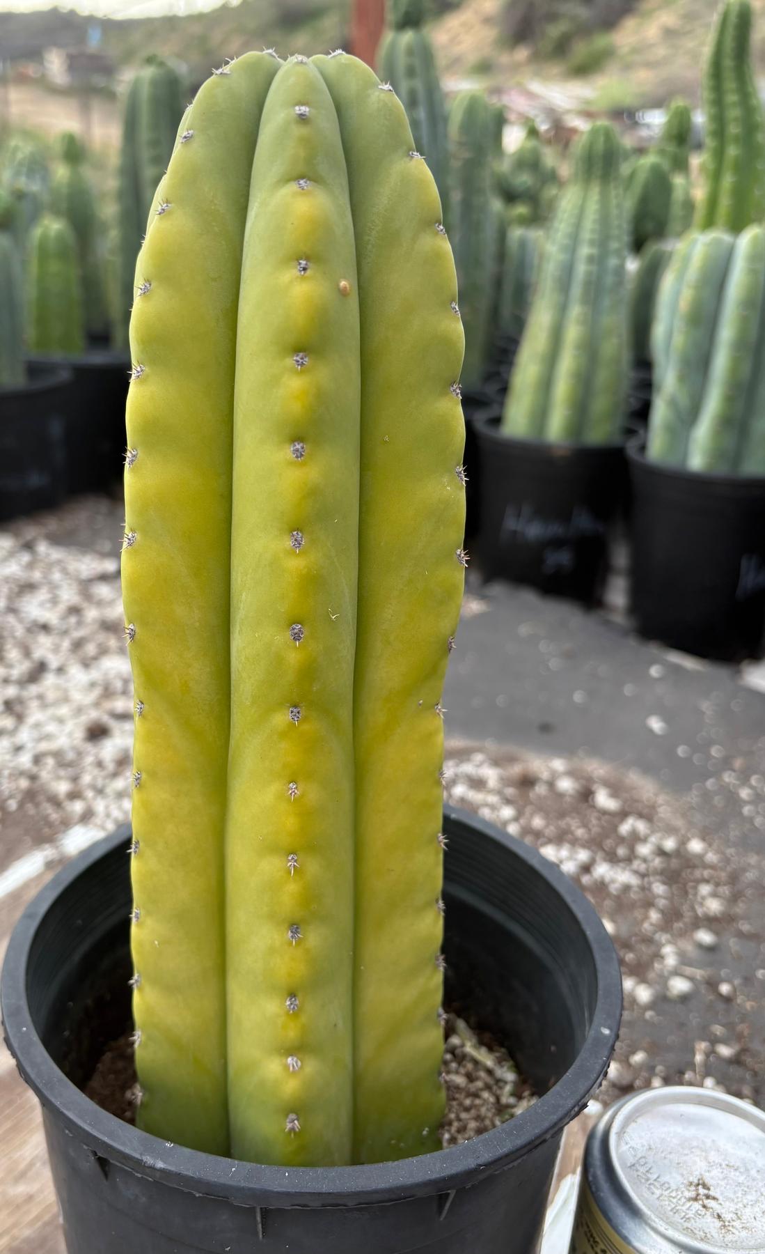 #EC294 EXACT Trichocereus Hybrid Scopulicola X Pachanoi LER Cactus 11.5”-Cactus - Large - Exact-The Succulent Source