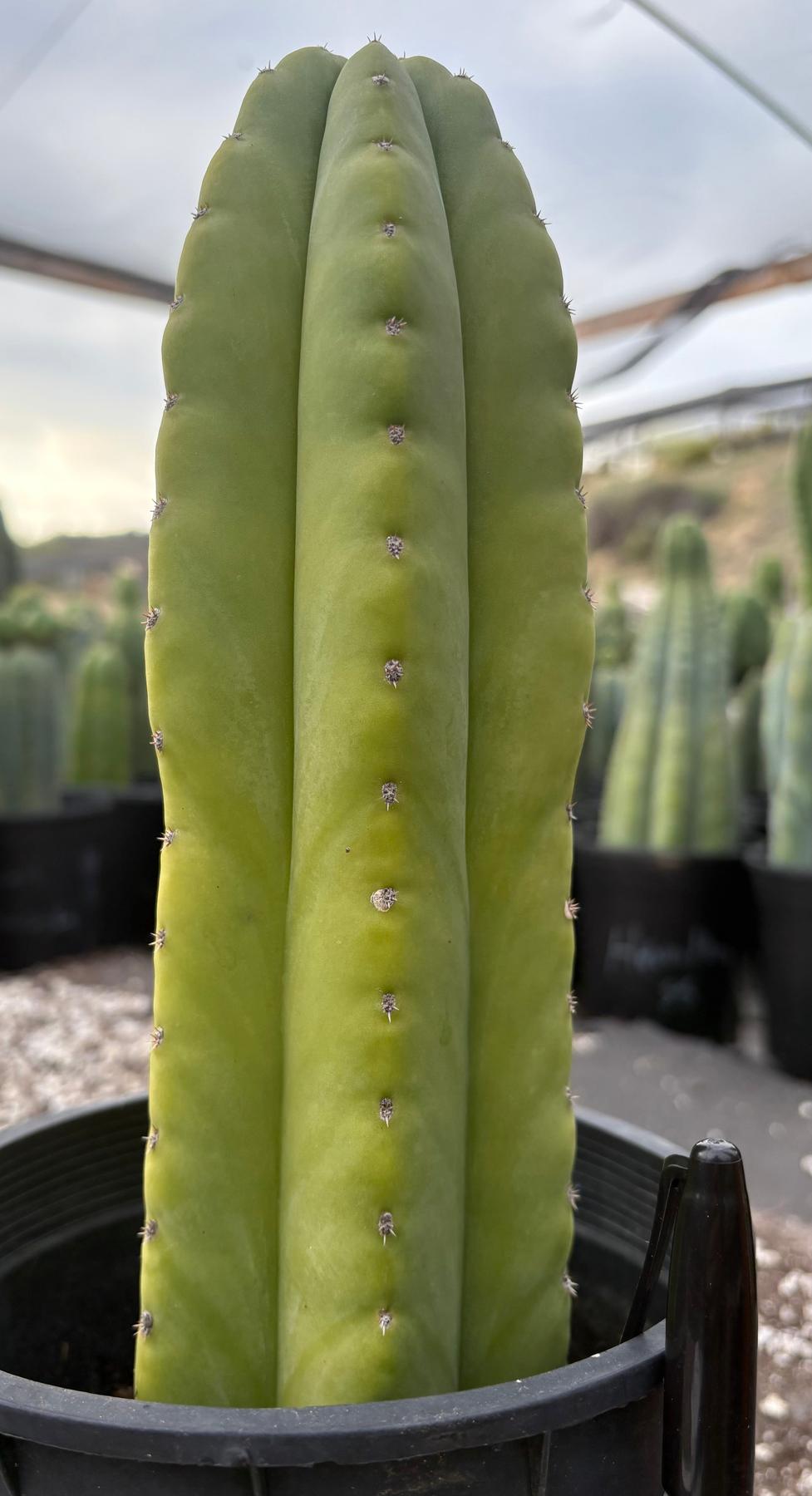 #EC294 EXACT Trichocereus Hybrid Scopulicola X Pachanoi LER Cactus 11.5”-Cactus - Large - Exact-The Succulent Source