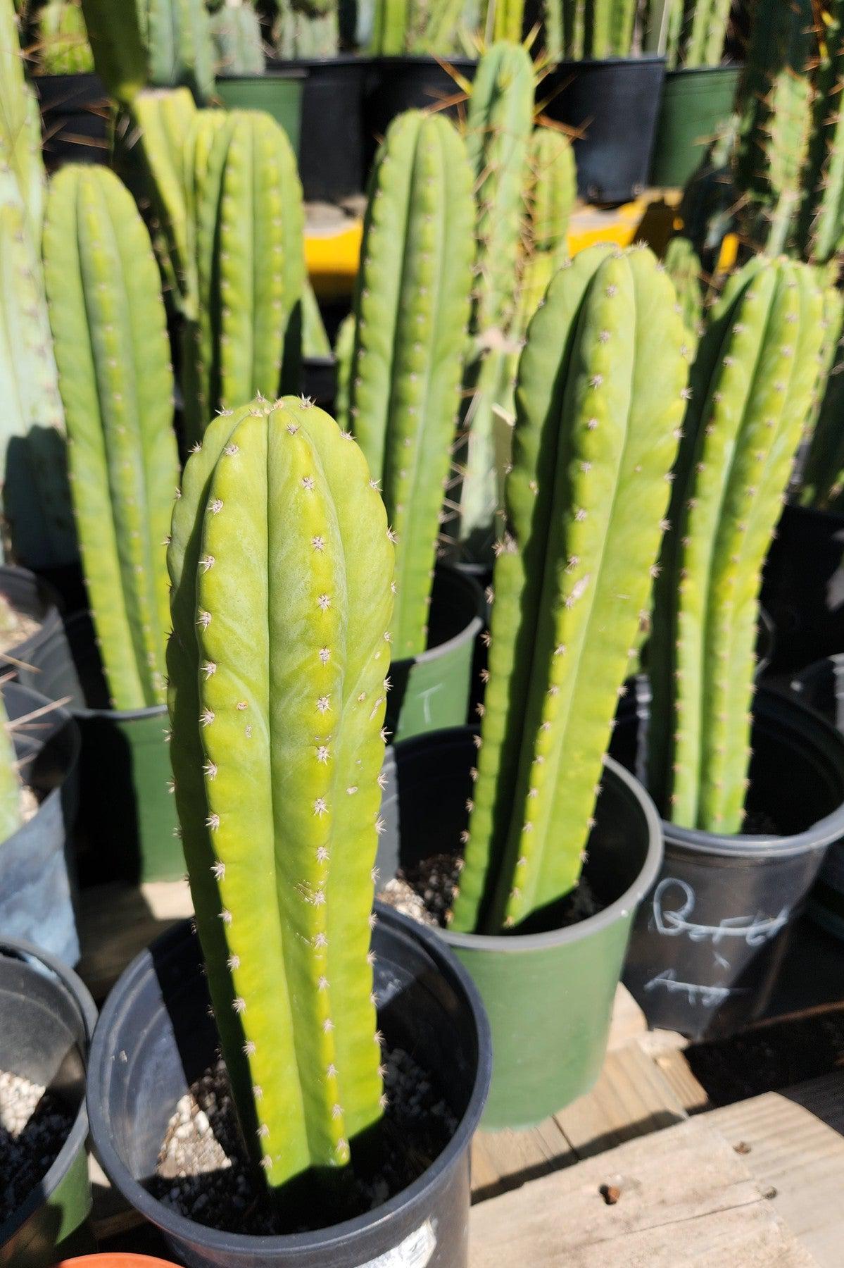 #EC295 EXACT Trichocereus Pachanoi Torres & Torres X Scopulicola Cactus 12-13"-Cactus - Large - Exact-The Succulent Source
