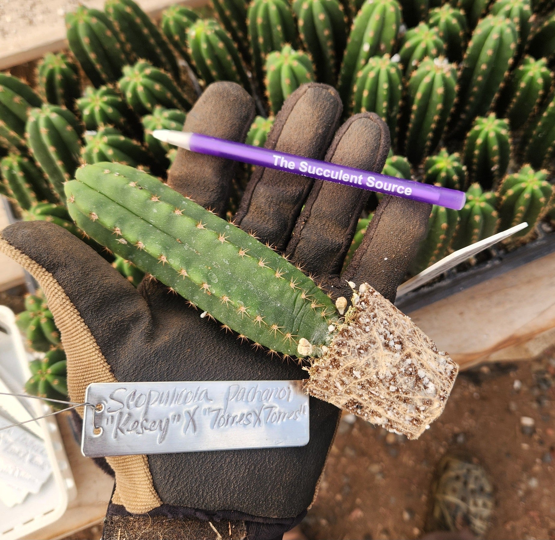 #EC295 EXACT Trichocereus Scopulicola Kesey X Pachanoi Torres & Torres Cactus seedling 4""-Cactus - Large - Exact-The Succulent Source