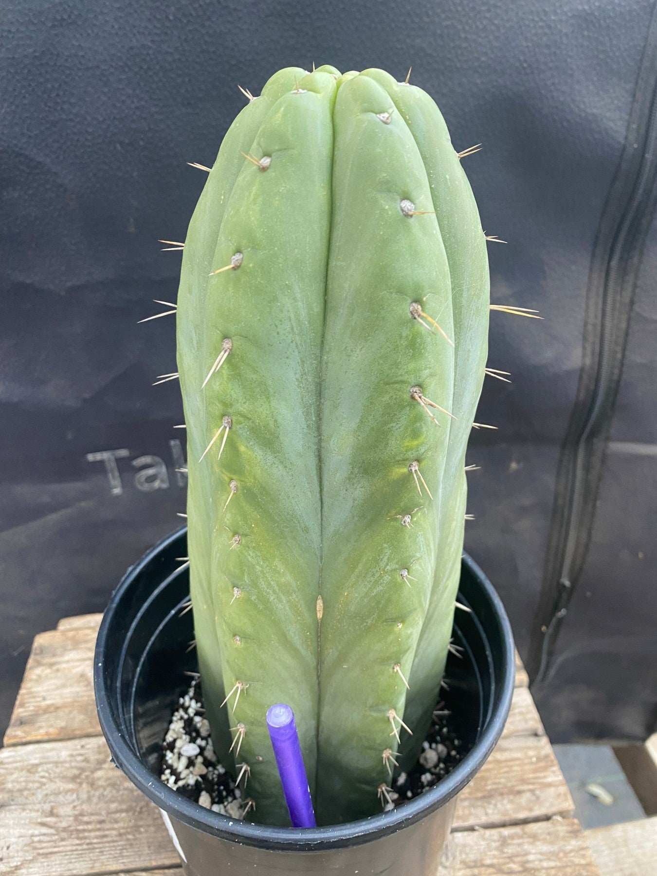 #EC296 EXACT Truchocereus Pachanoi Nuestra Bonita Cactus Cutting 11.5"-Cactus - Large - Exact-The Succulent Source