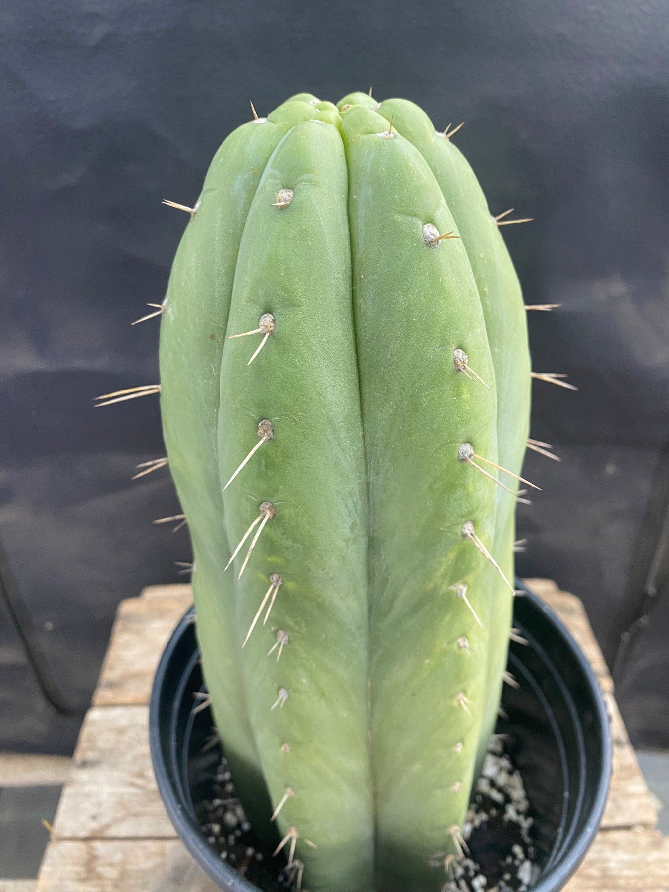 #EC296 EXACT Truchocereus Pachanoi Nuestra Bonita Cactus Cutting 11.5"-Cactus - Large - Exact-The Succulent Source